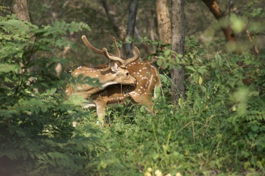 Ranthambhore National Park: tijgers spotten op safari